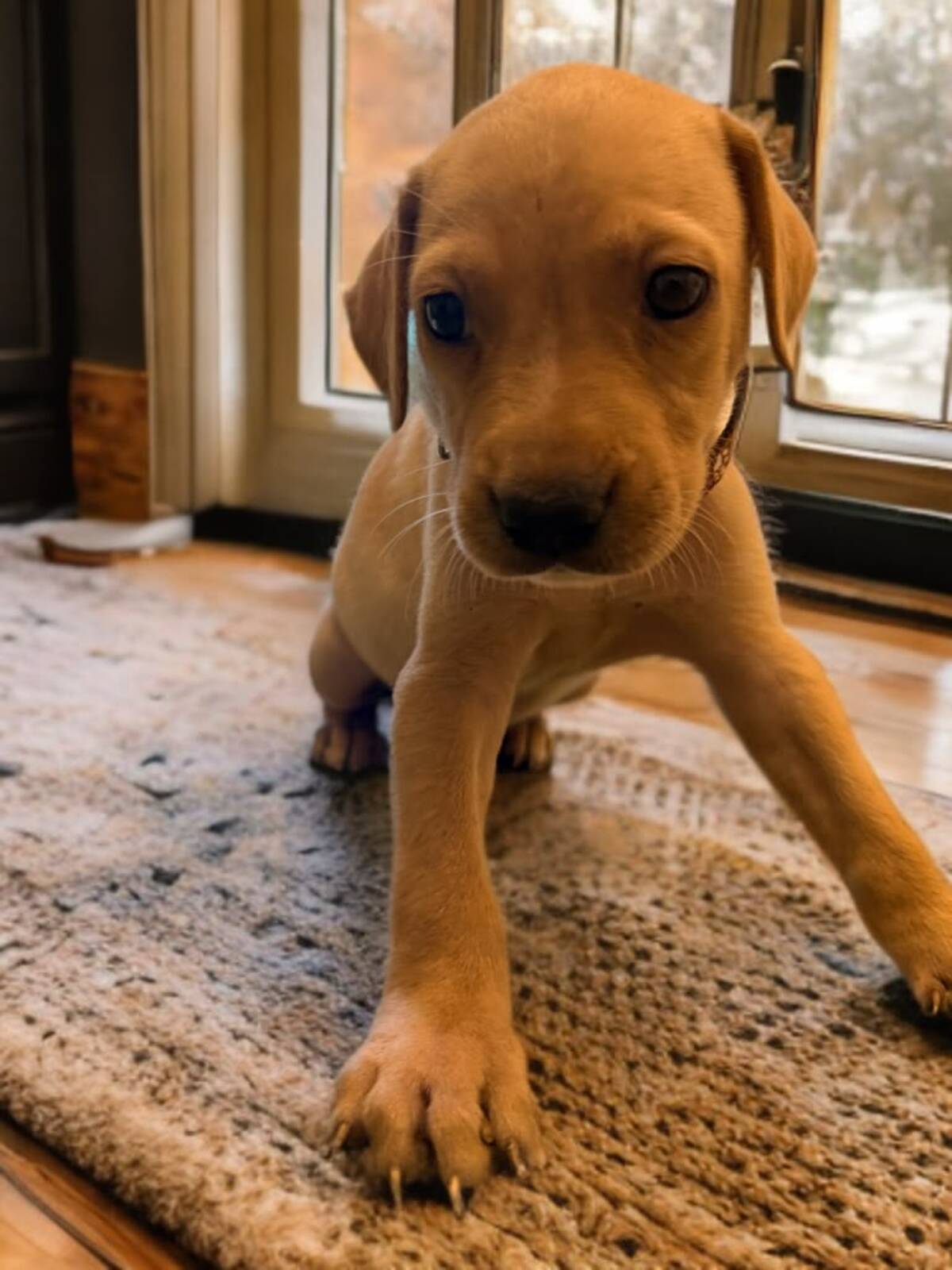 Adoption Aslan