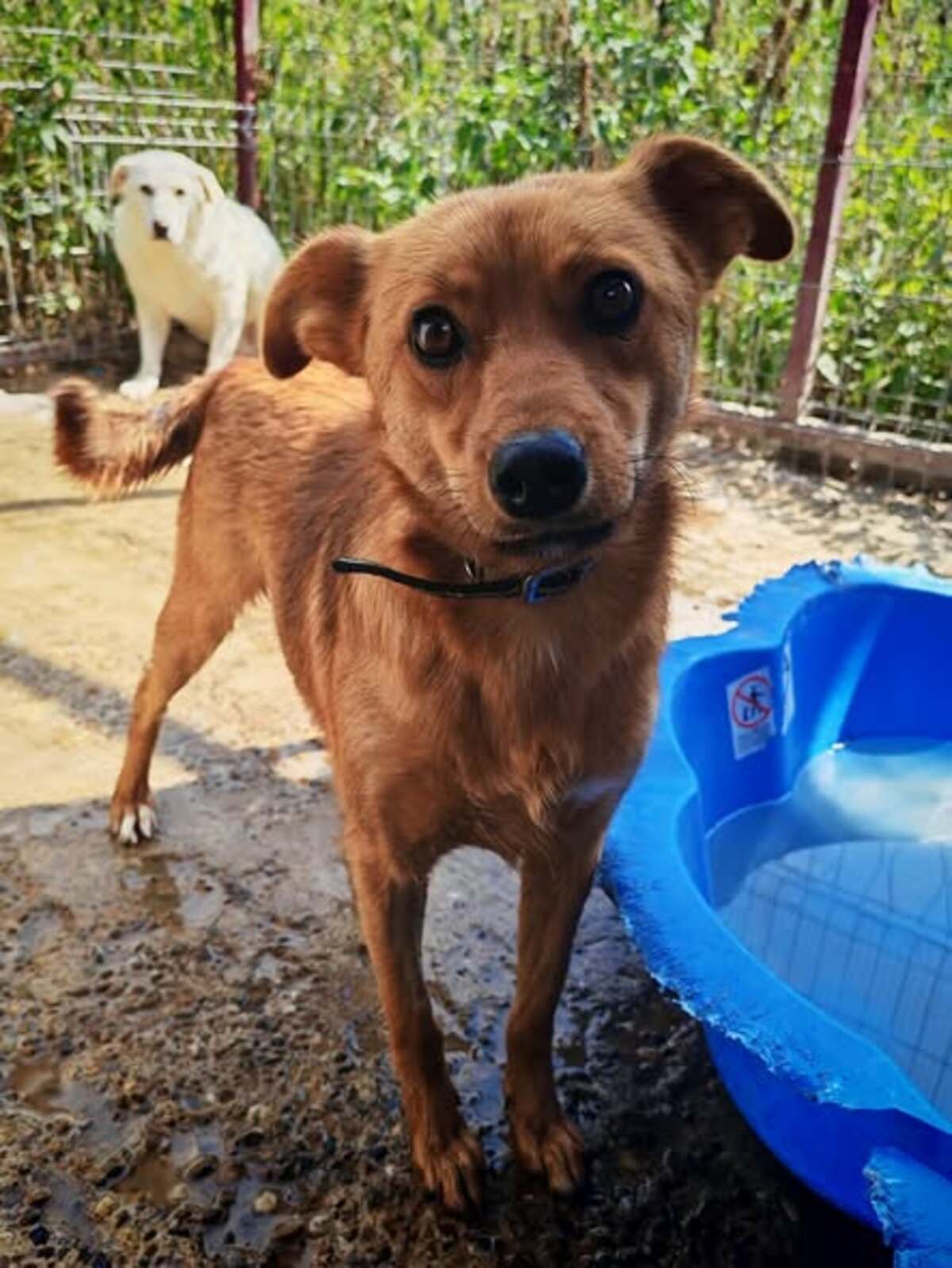 Adoption Paz