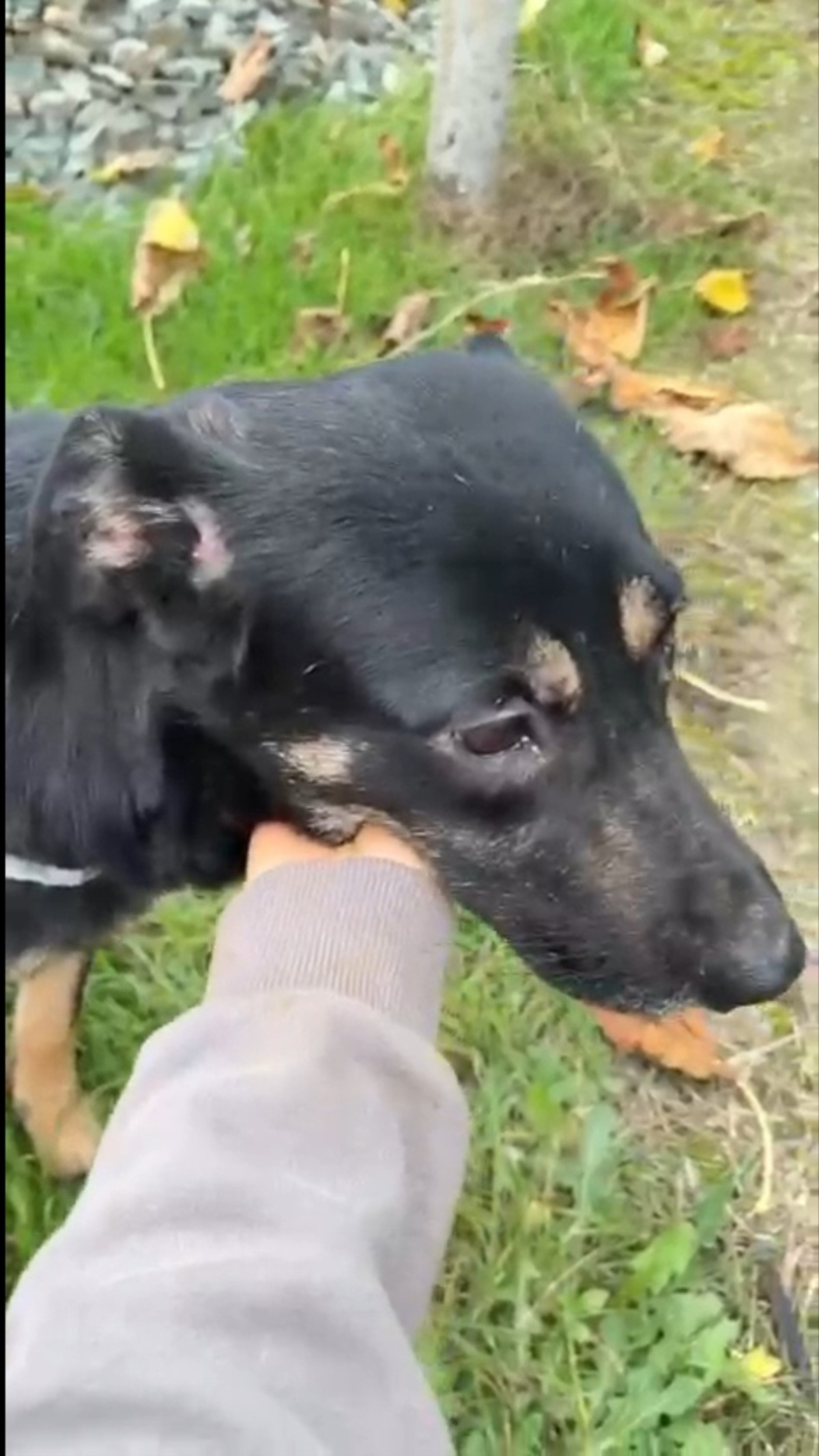 Adoption Luna