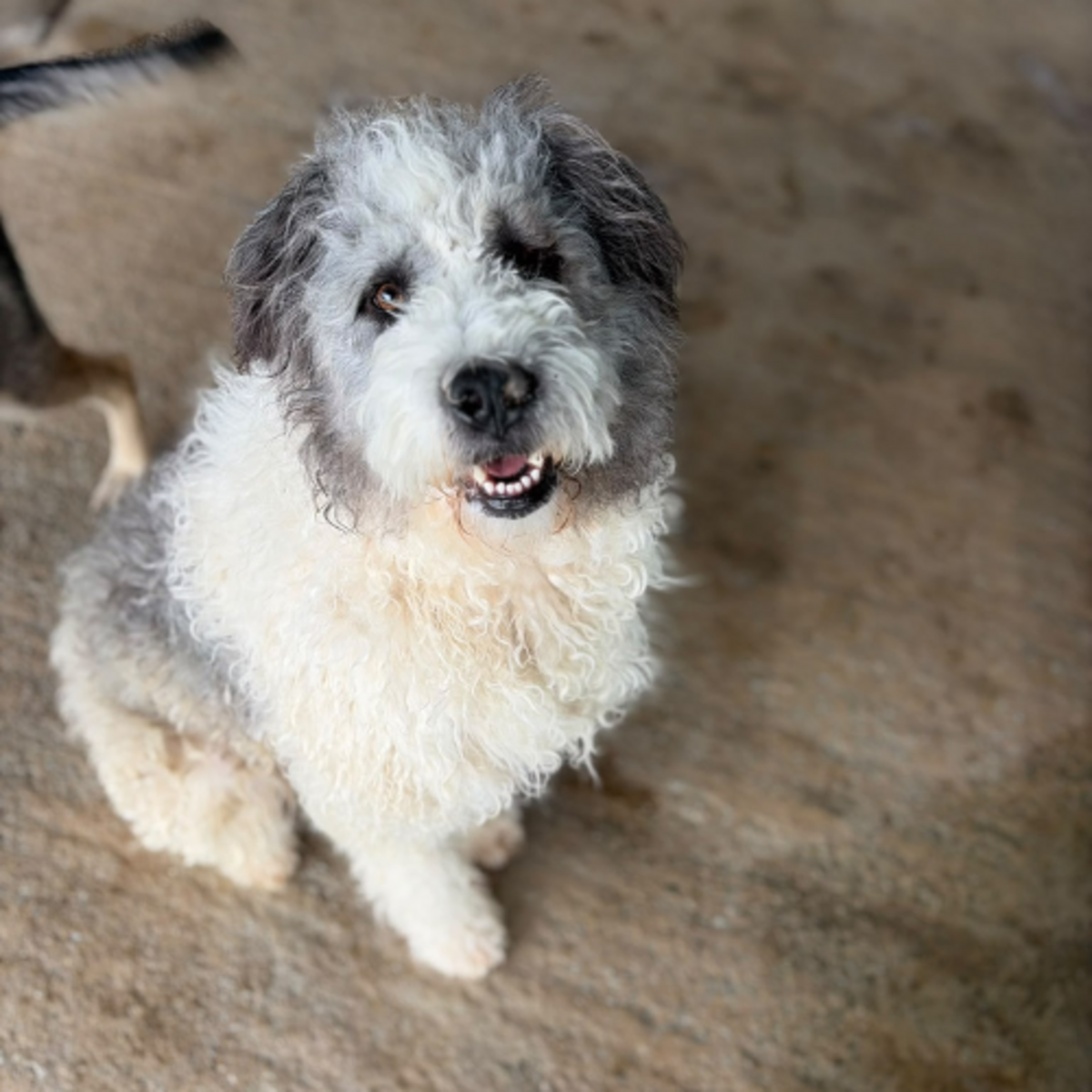 Adoption Major