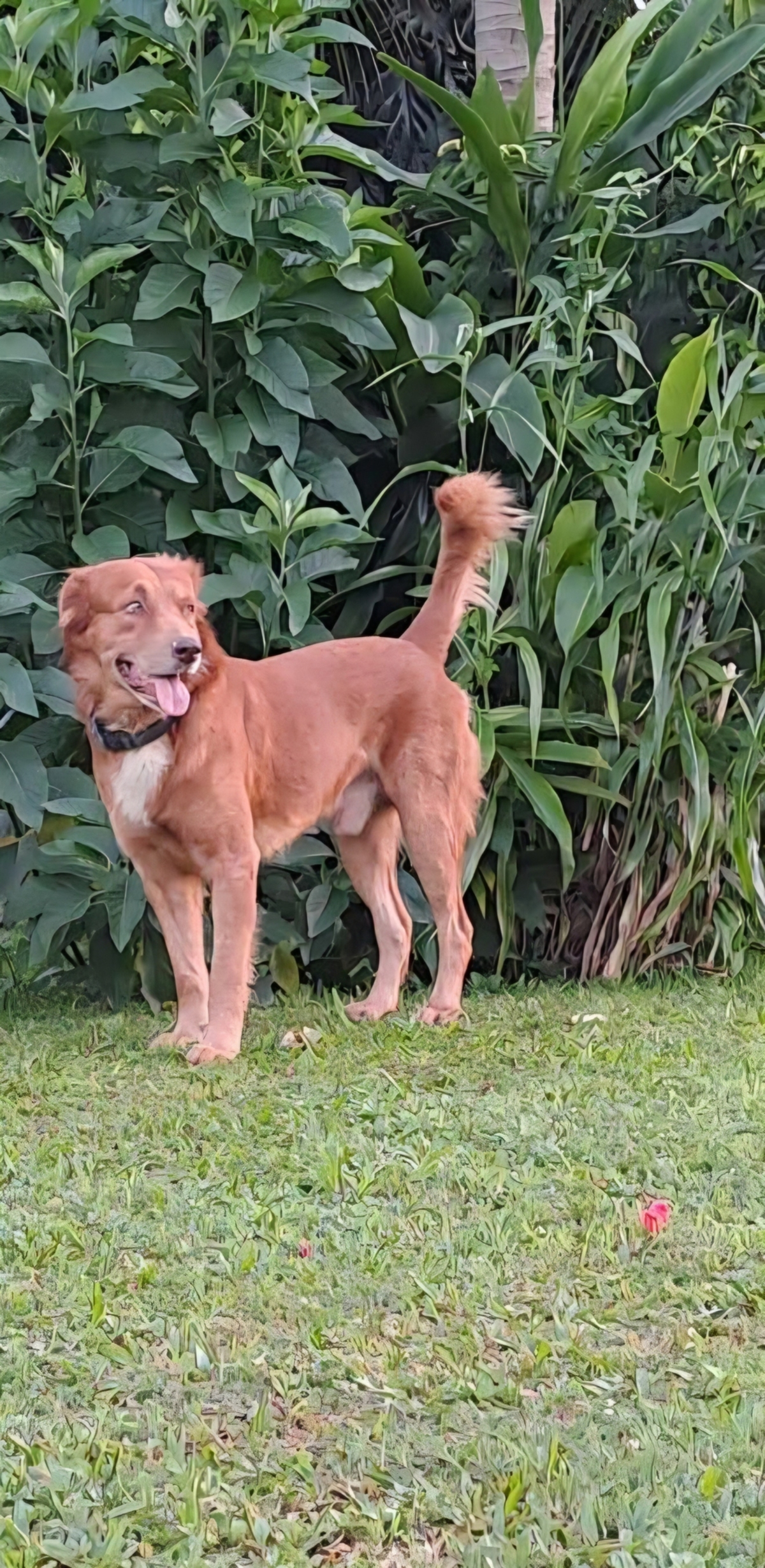 Adoption Maroon