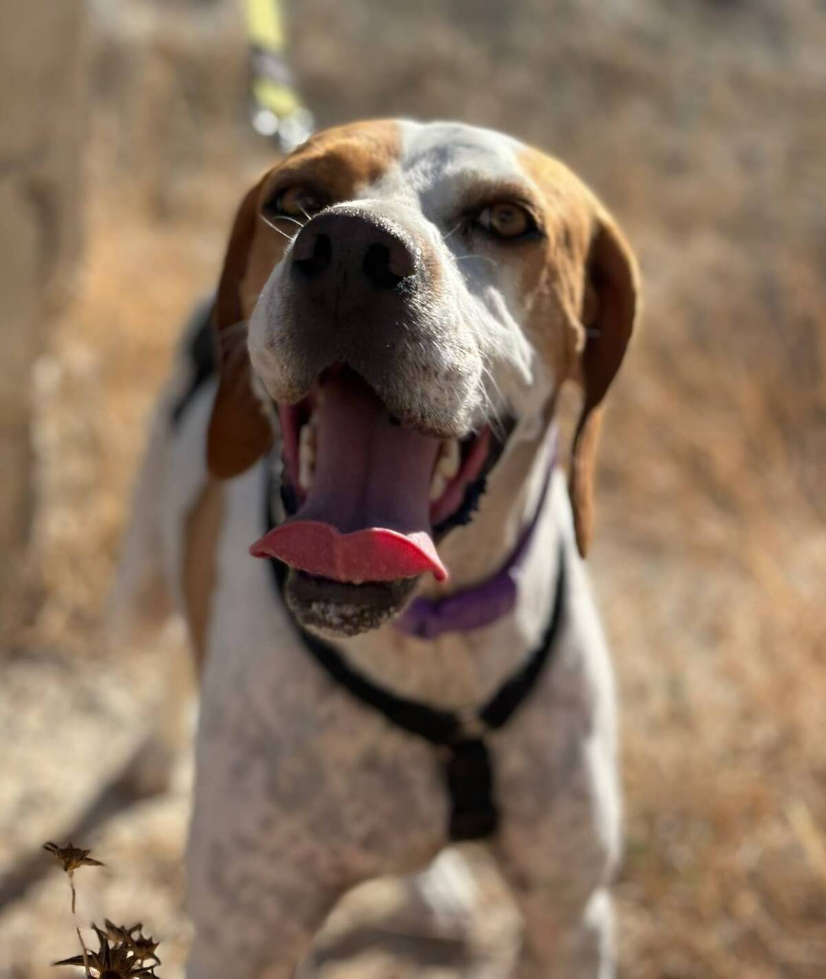 Adoption Ellie
