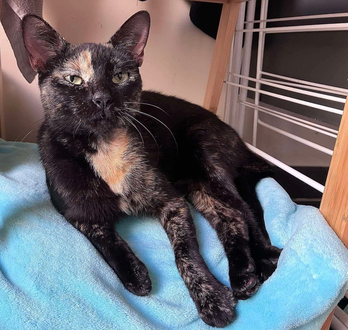 Adoption Babette