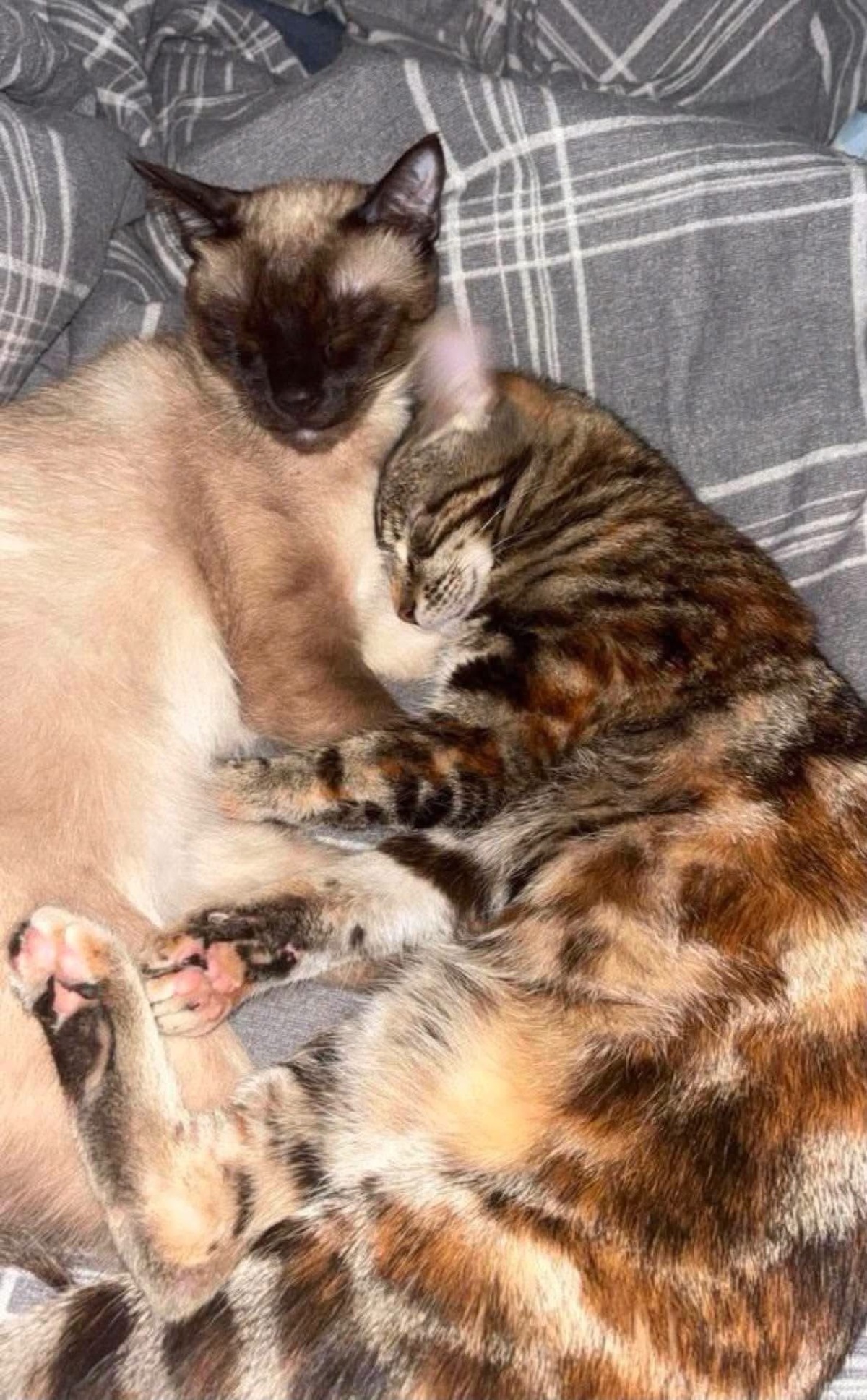 Adoption ARUNDATI ET ANURADA