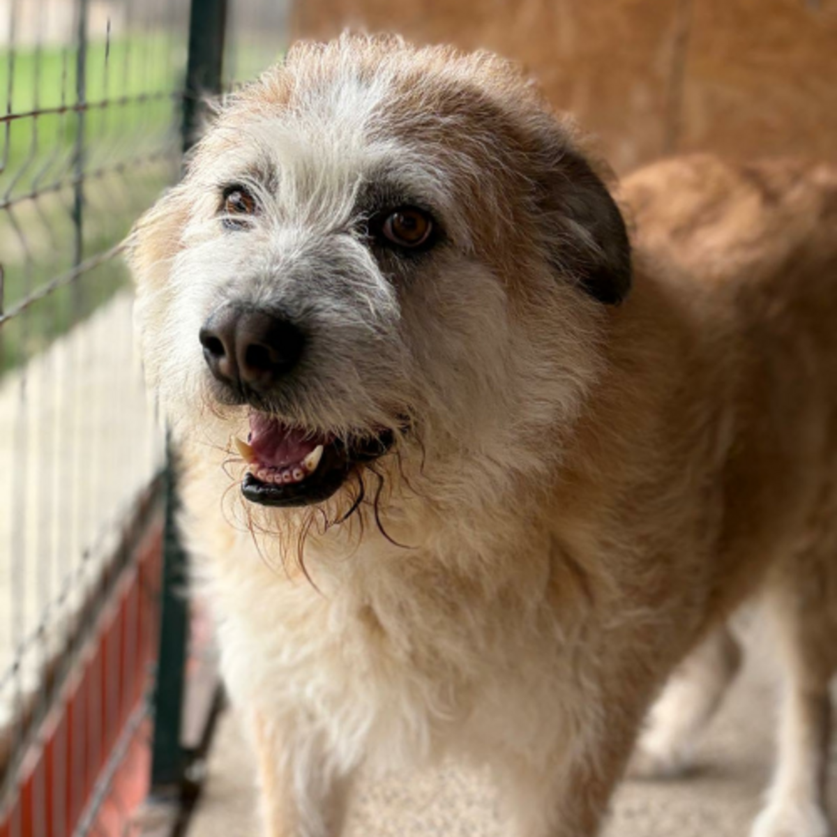 Adoption Polux