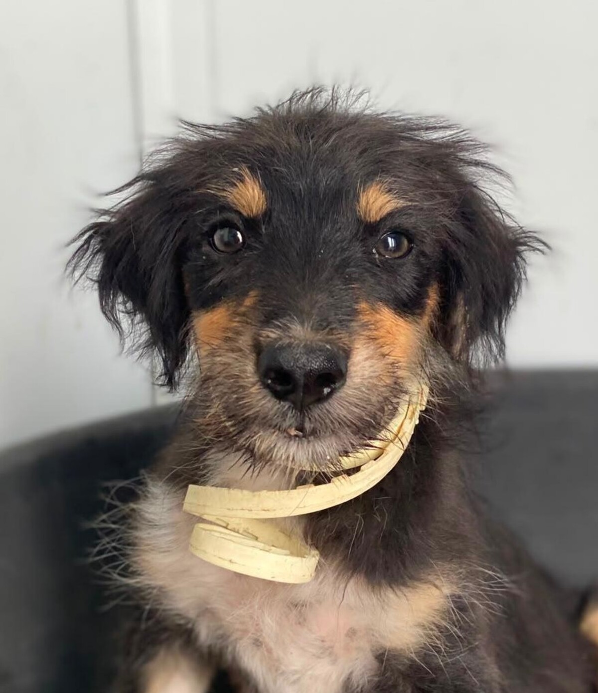 Adoption Levante 