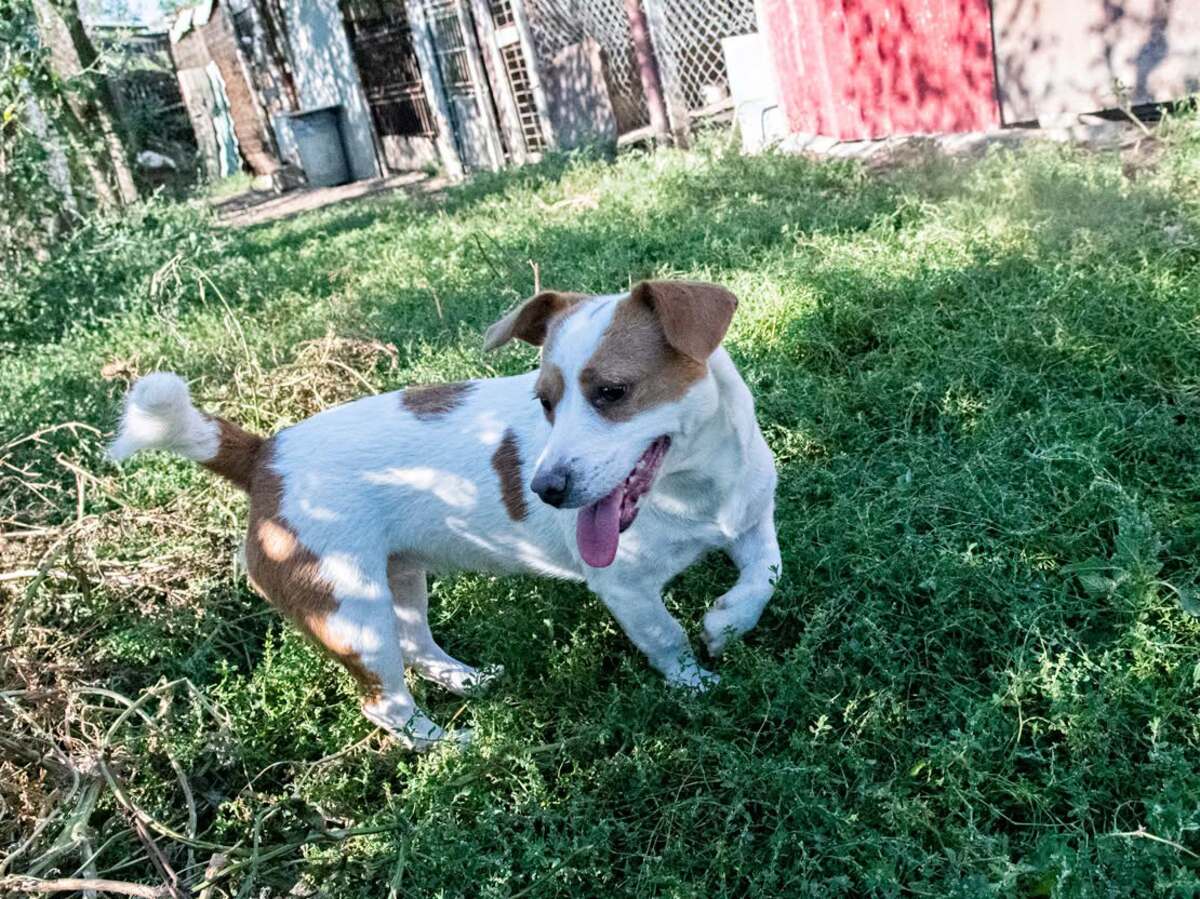Adoption Lima