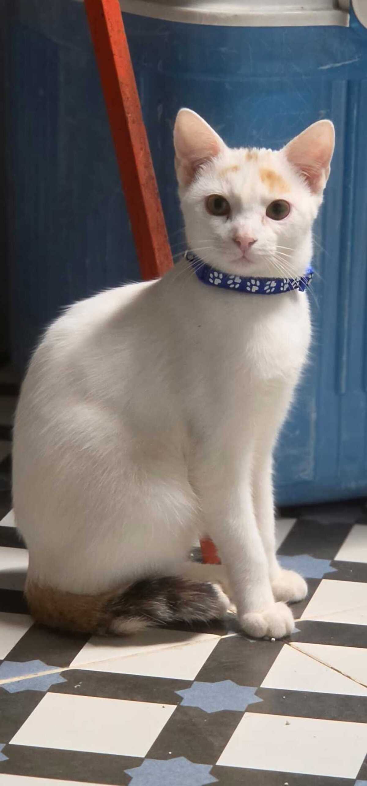 Adoption Nina