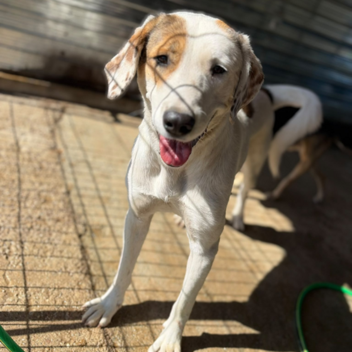 Adoption Rose