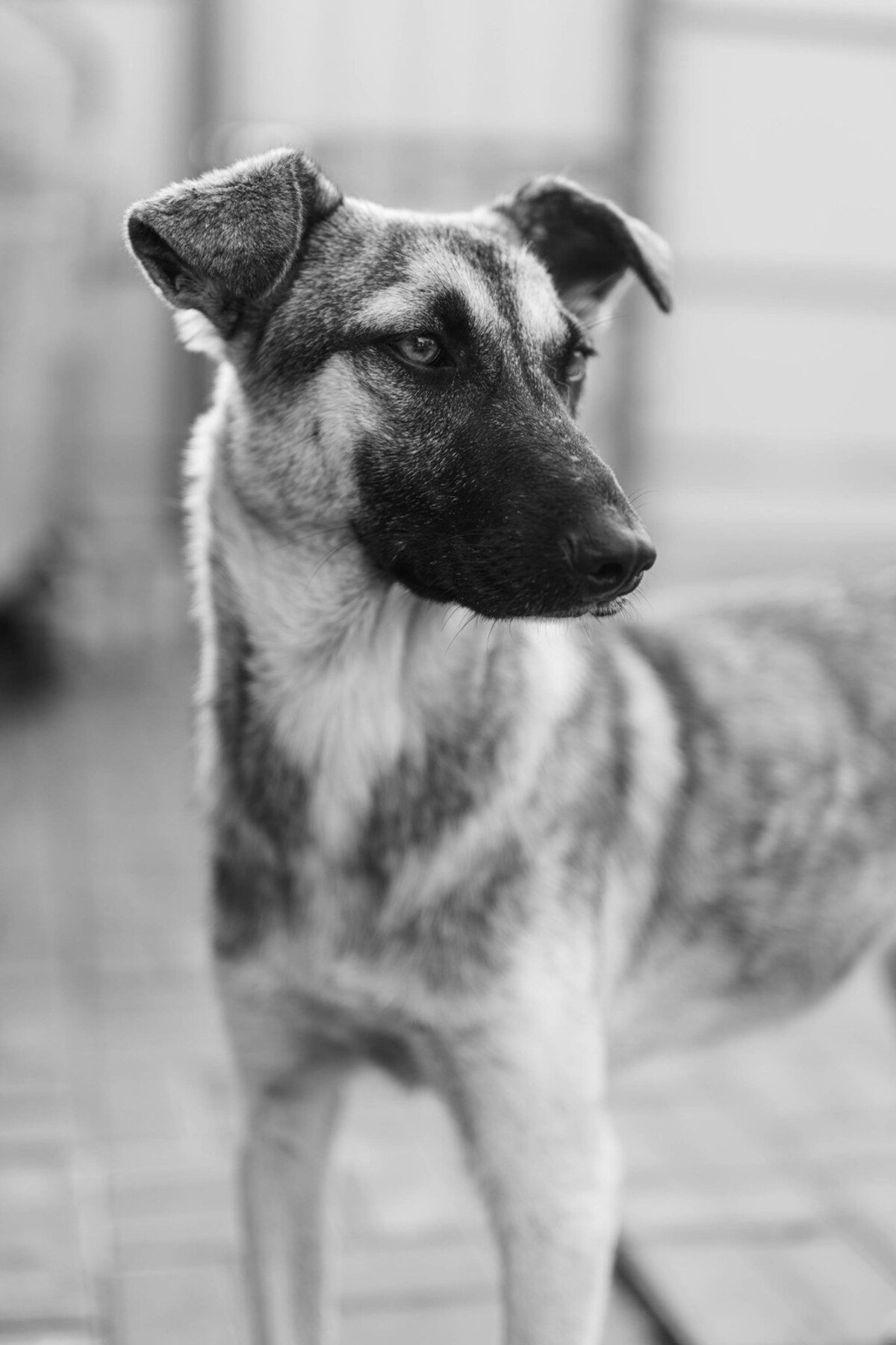 Adoption Zazie