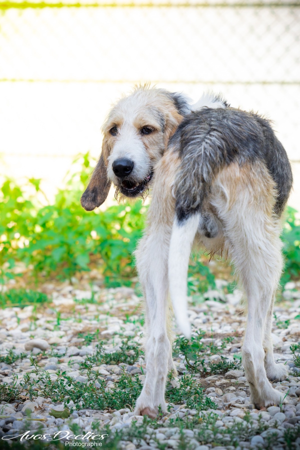 Adoption Cesar
