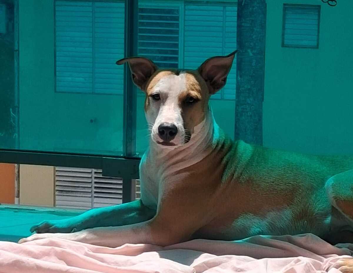 Adoption Gypsie