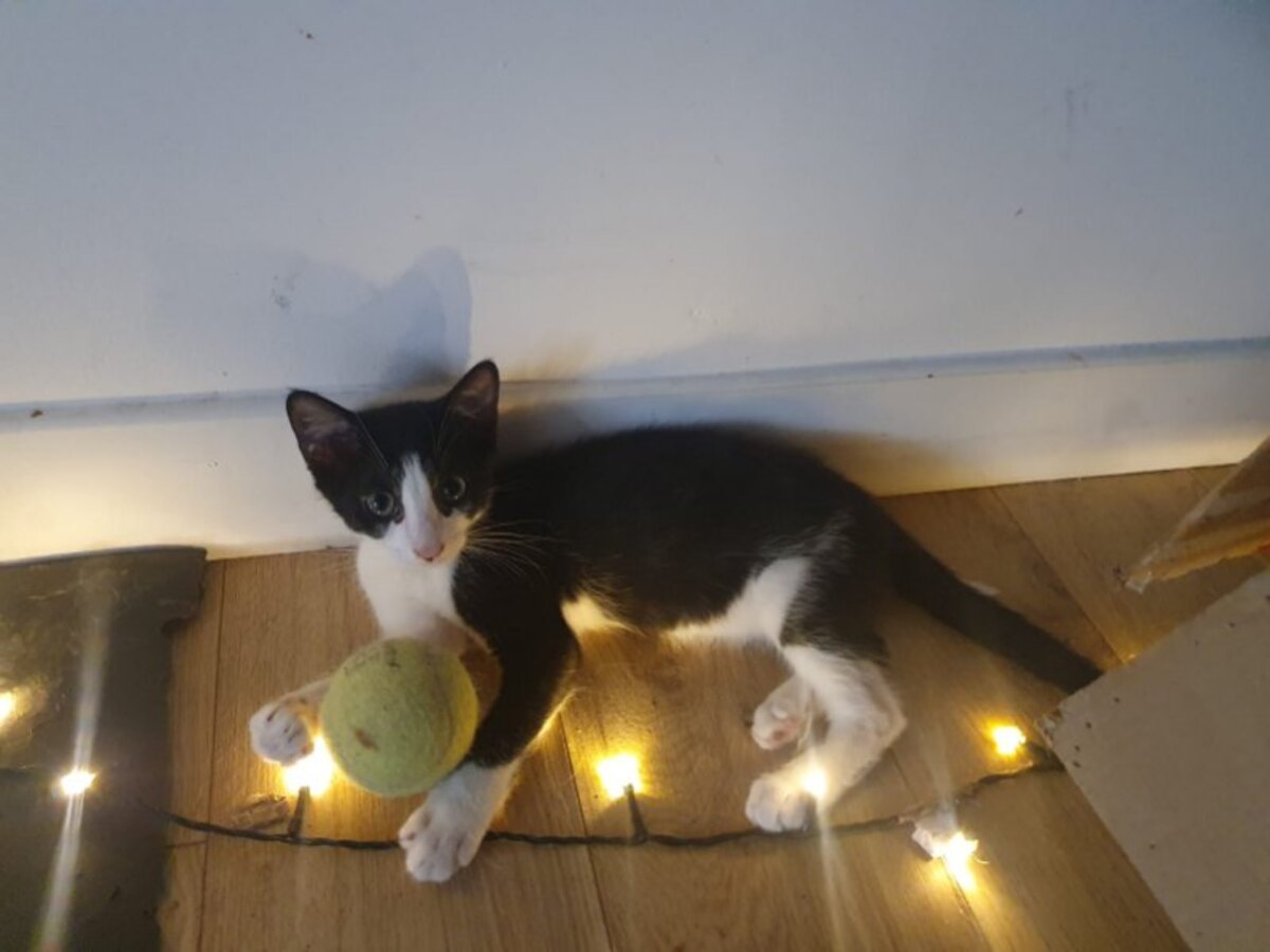 Adoption Six