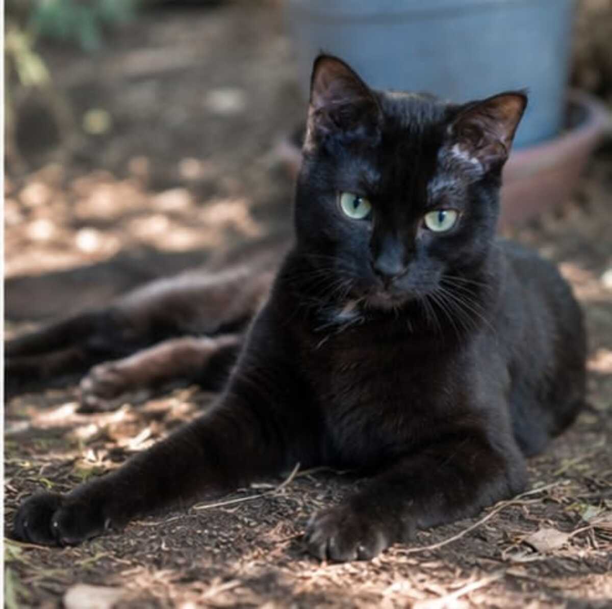 Adoption Jedï