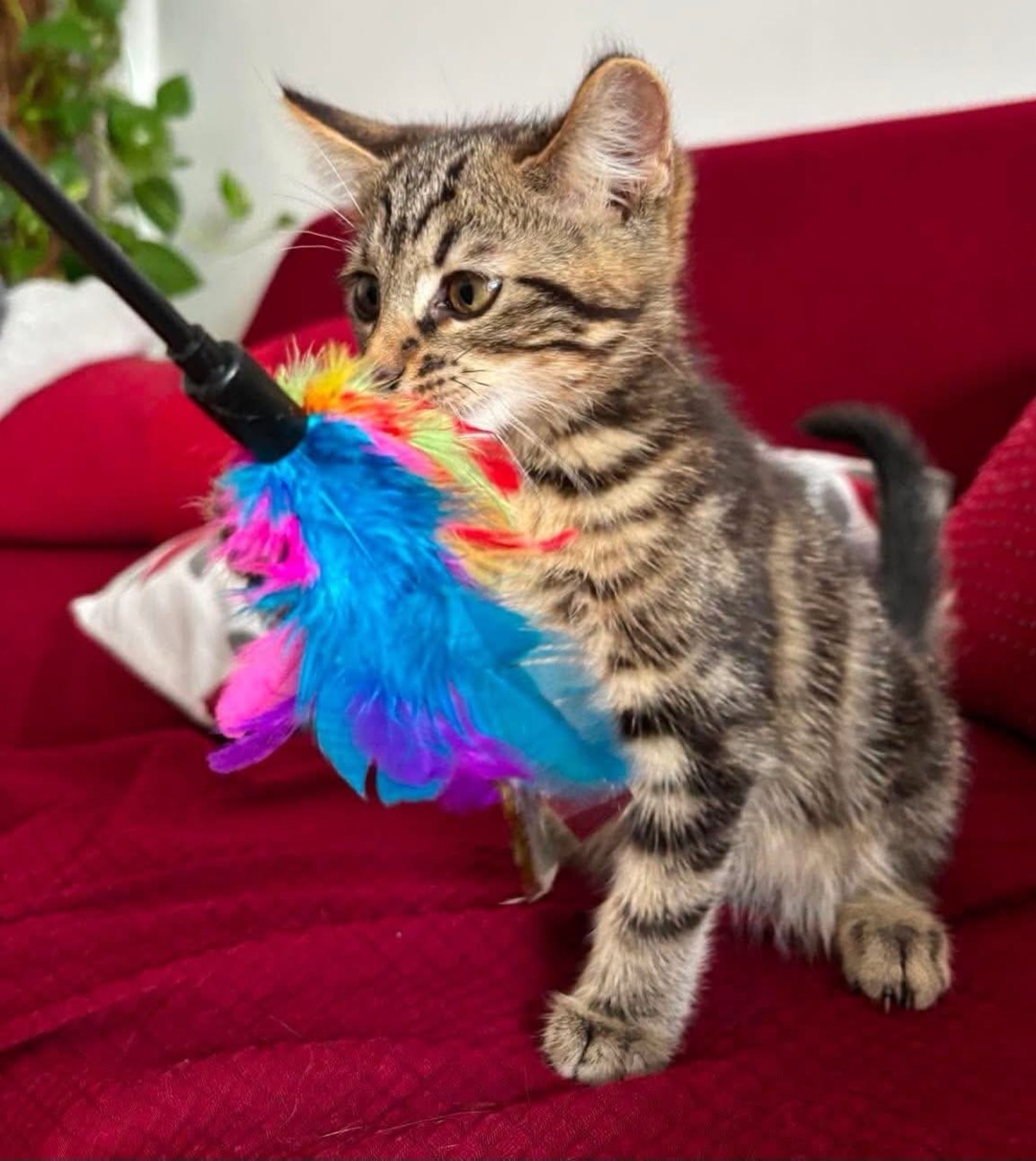 Adoption BONBON