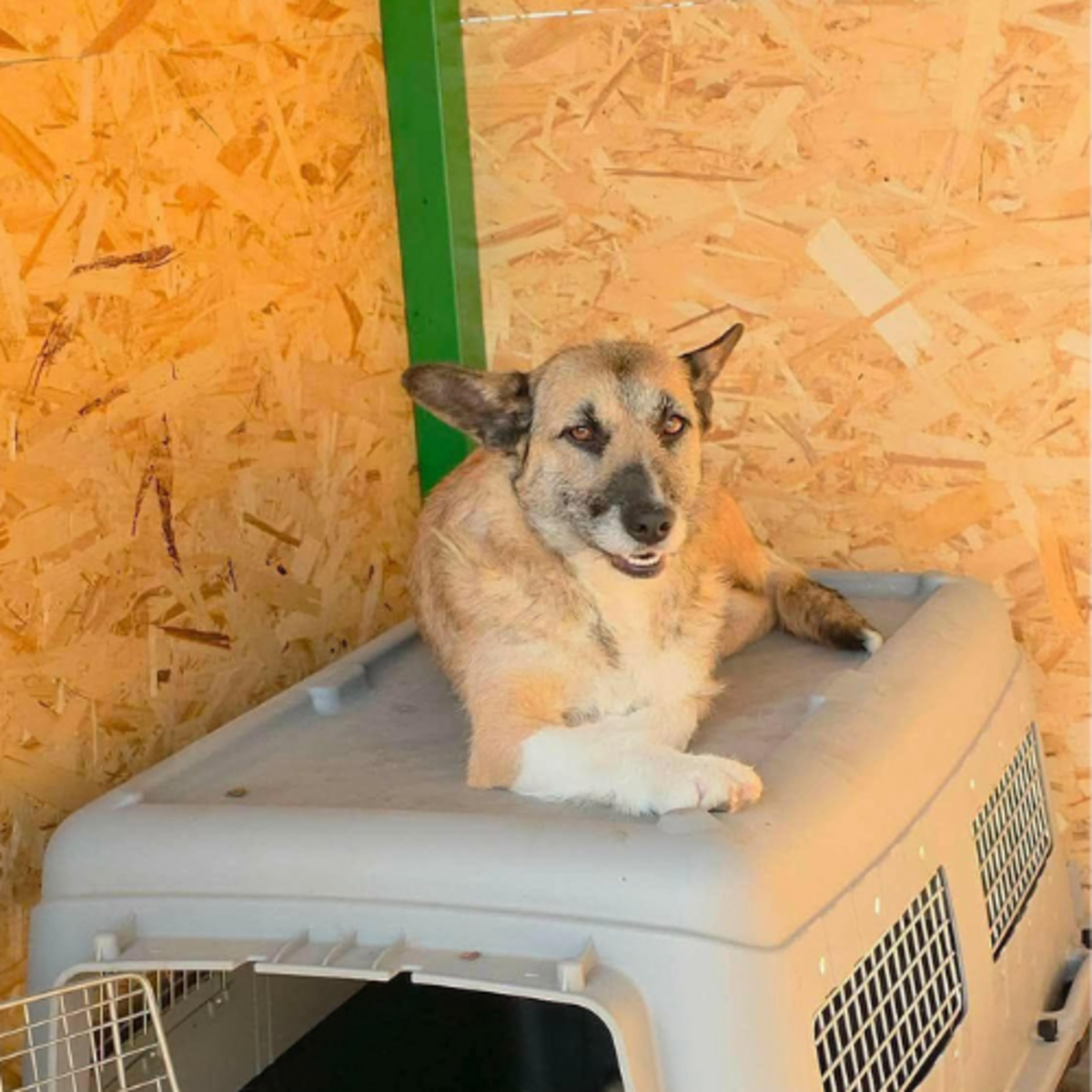 Adoption CARLA