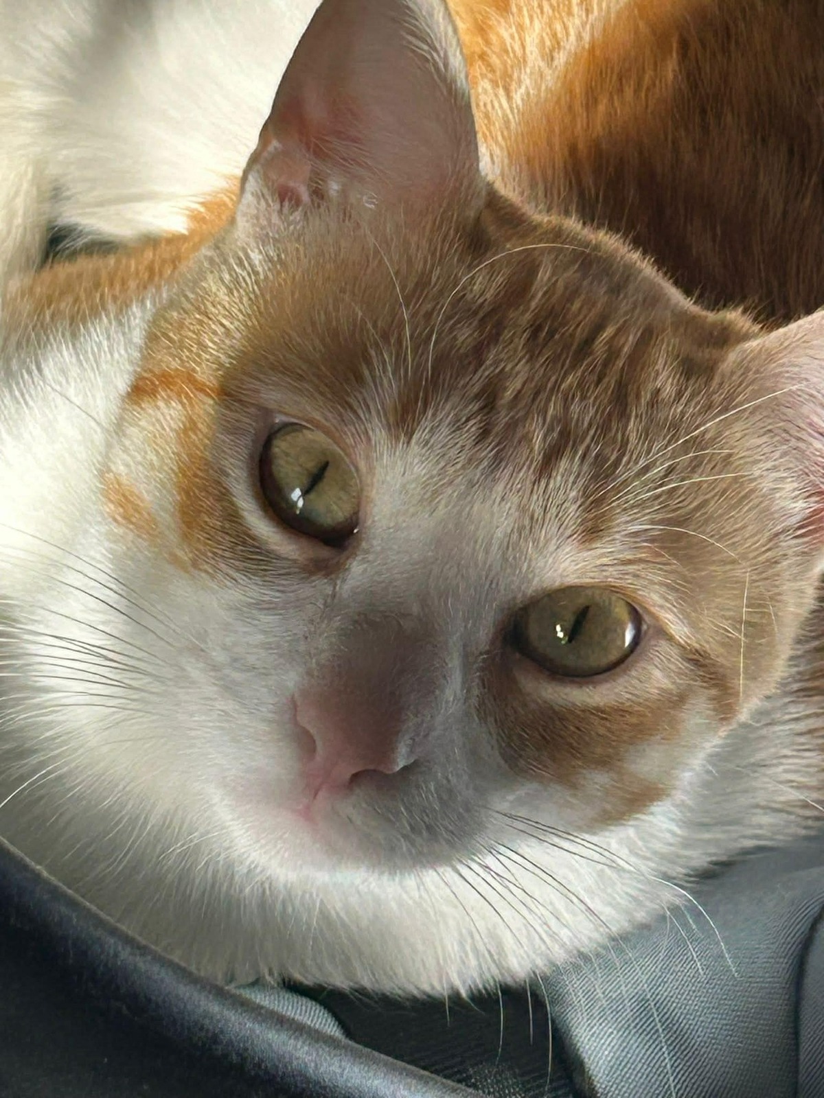 Adoption Miki