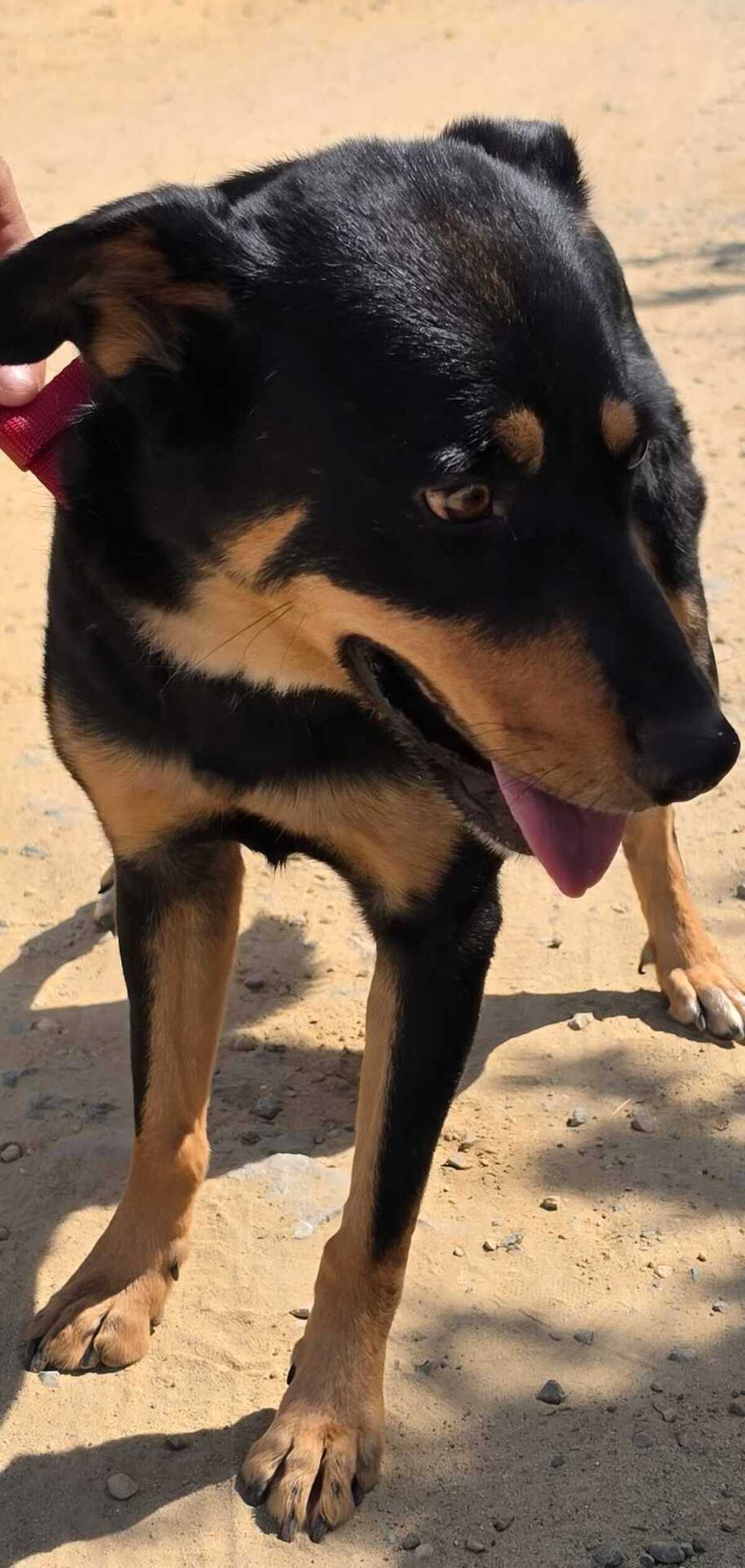 Adoption Yori