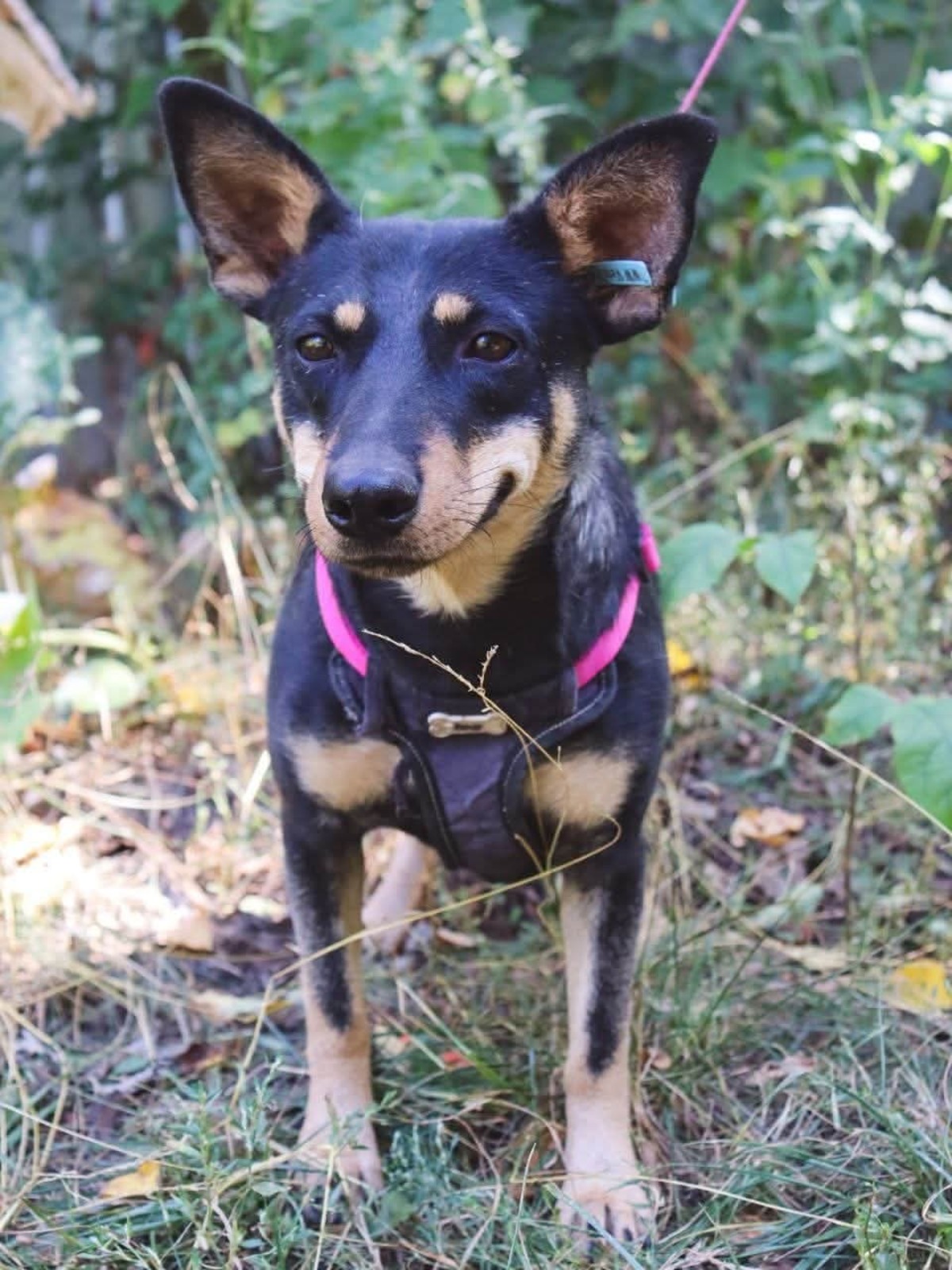 Adoption Sharlota