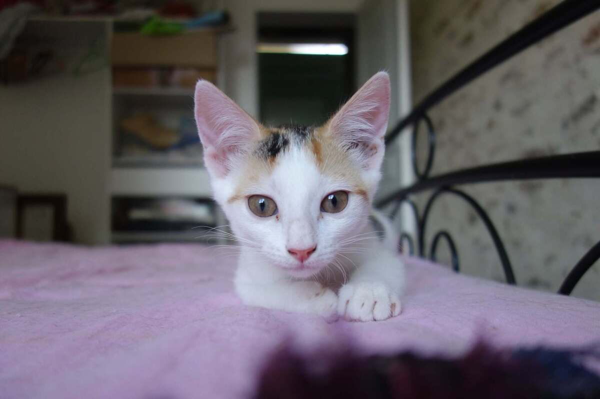 Adoption Ponda