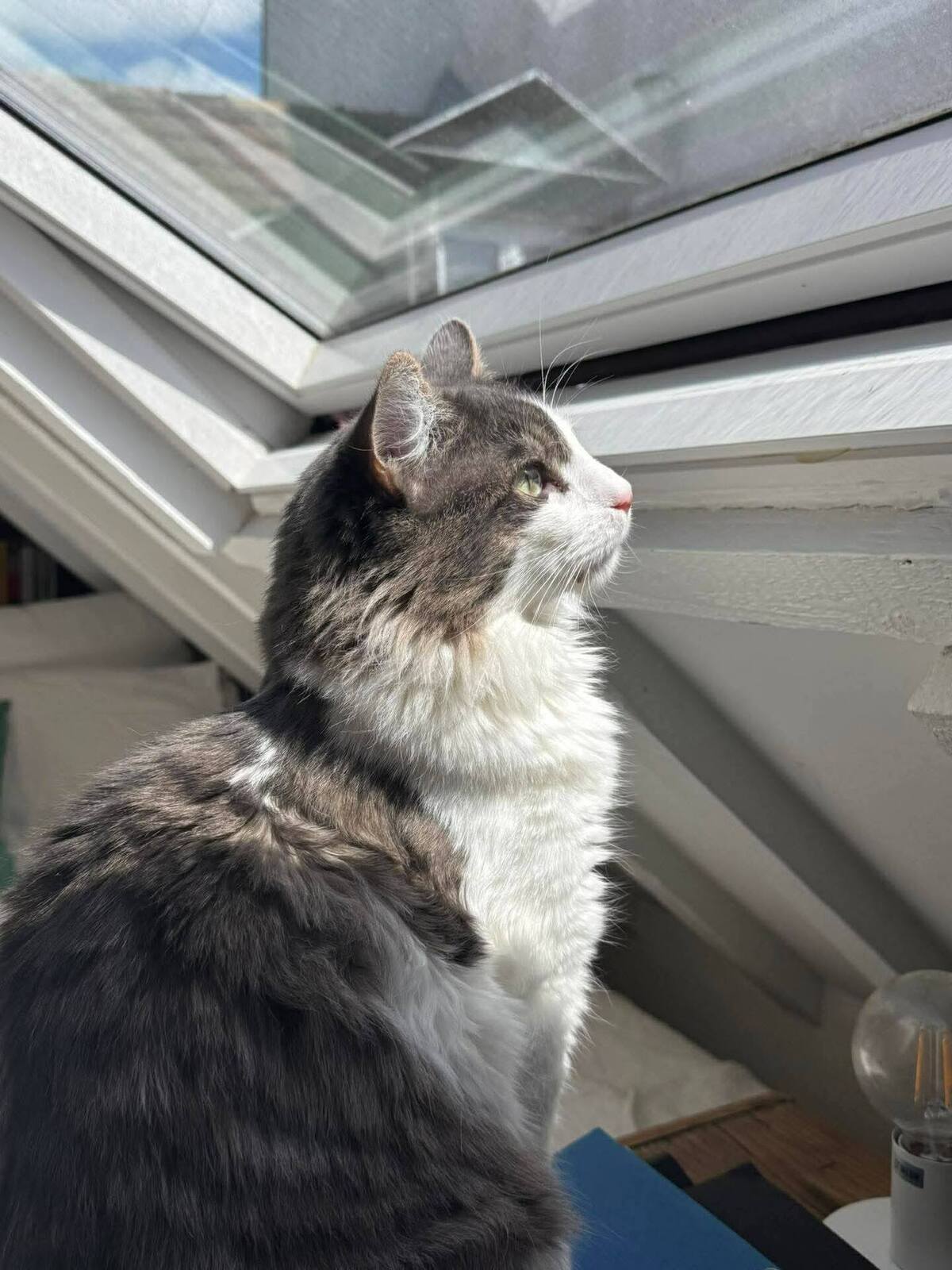 Adoption Sylvestre