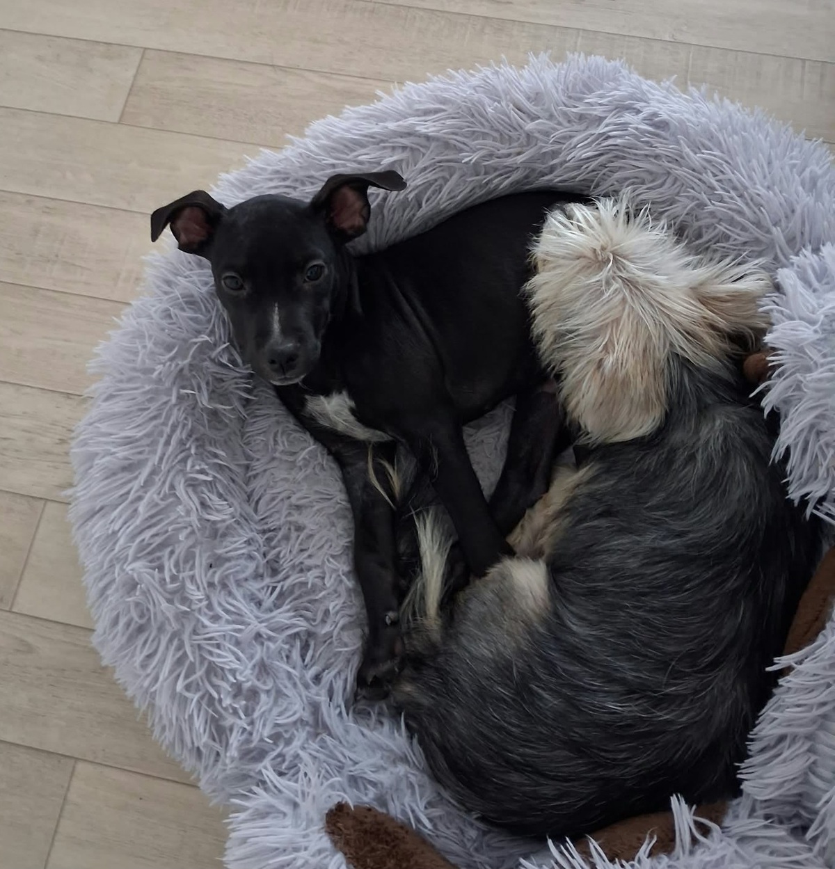 Adoption Nyx