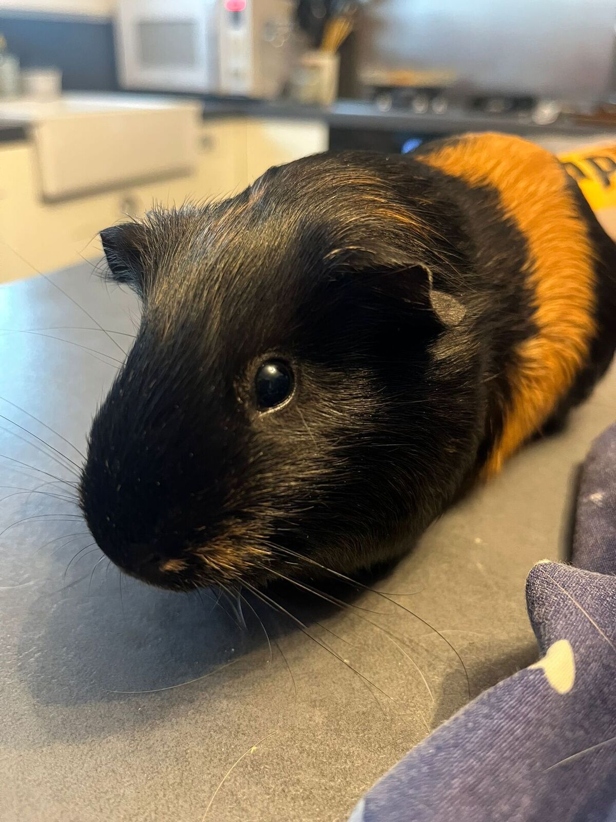 Adoption Little