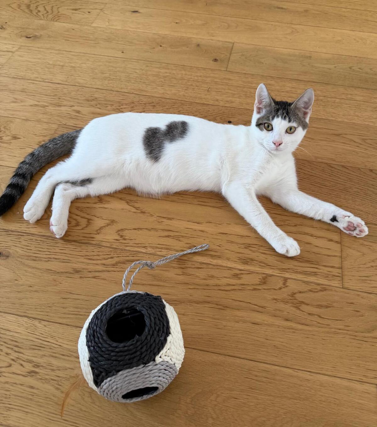 Adoption Ado