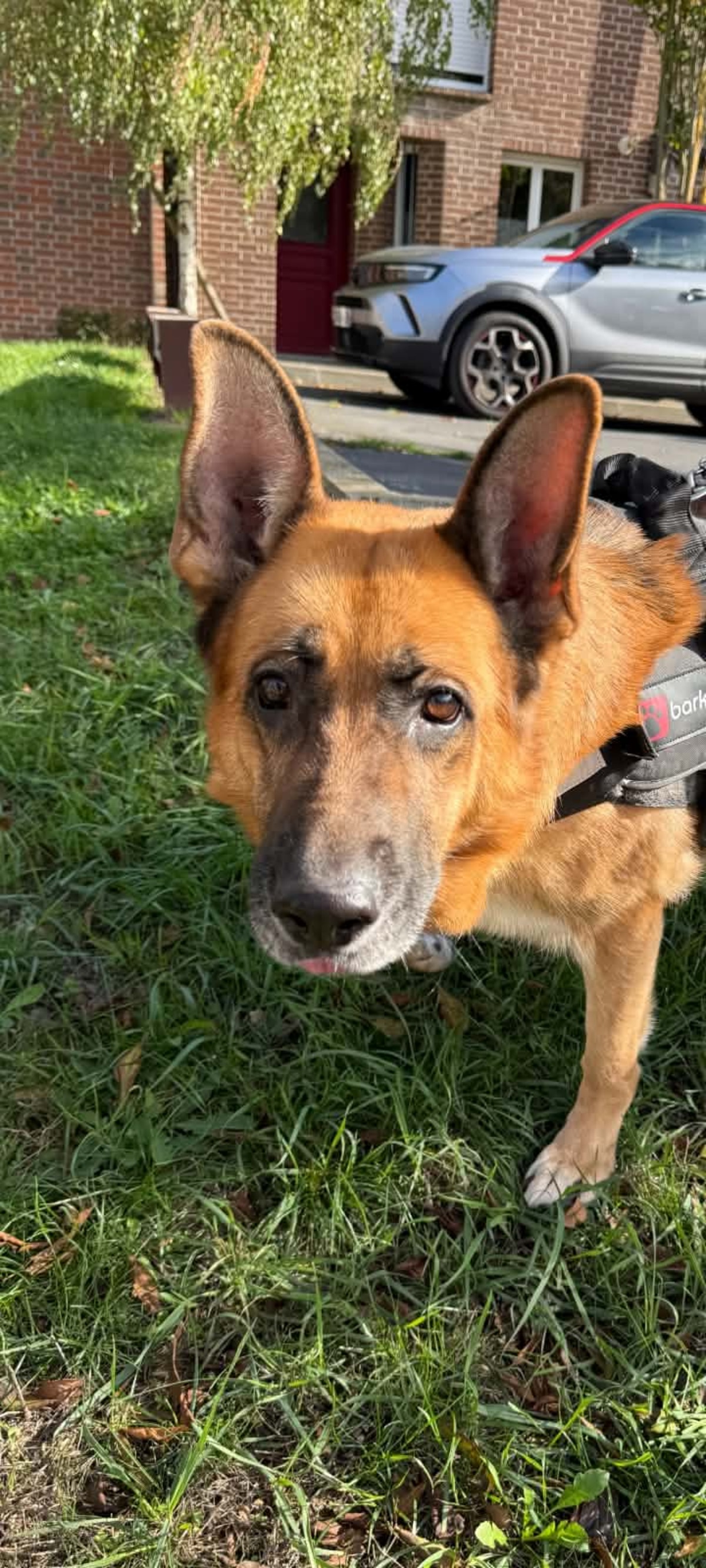 Adoption Daya