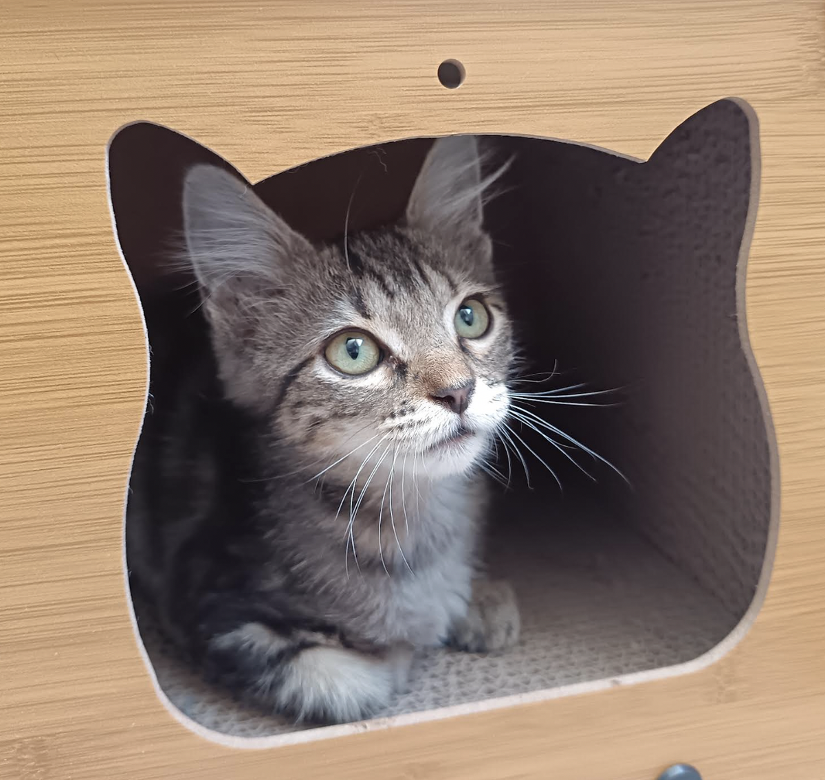 Adoption Mae 