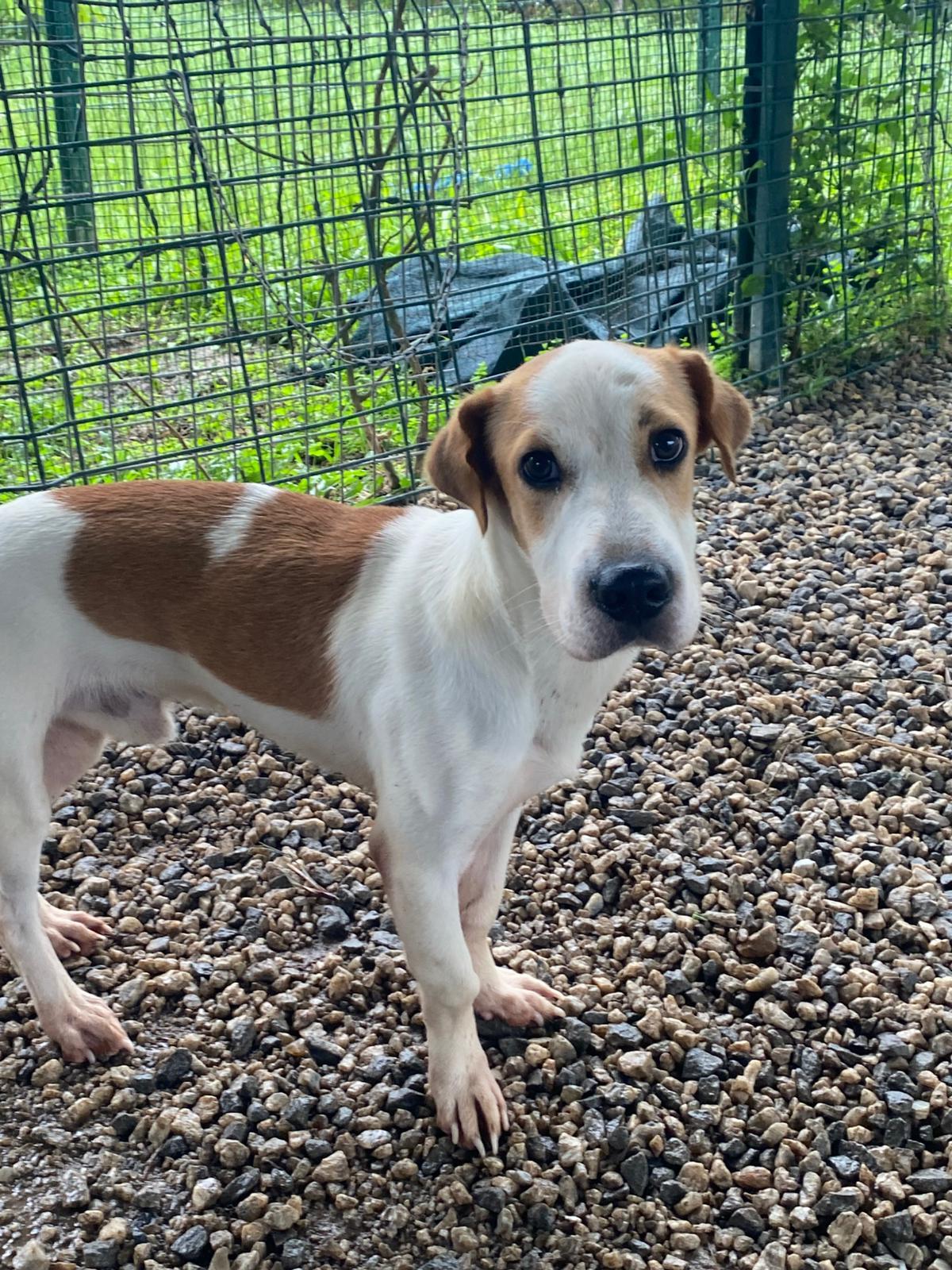 Adoption Giron