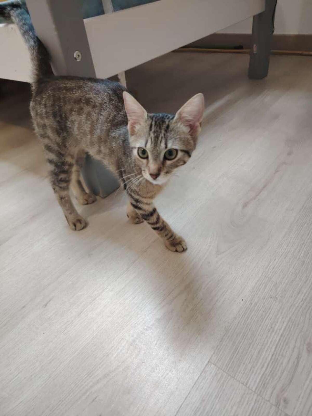 Adoption KREMA