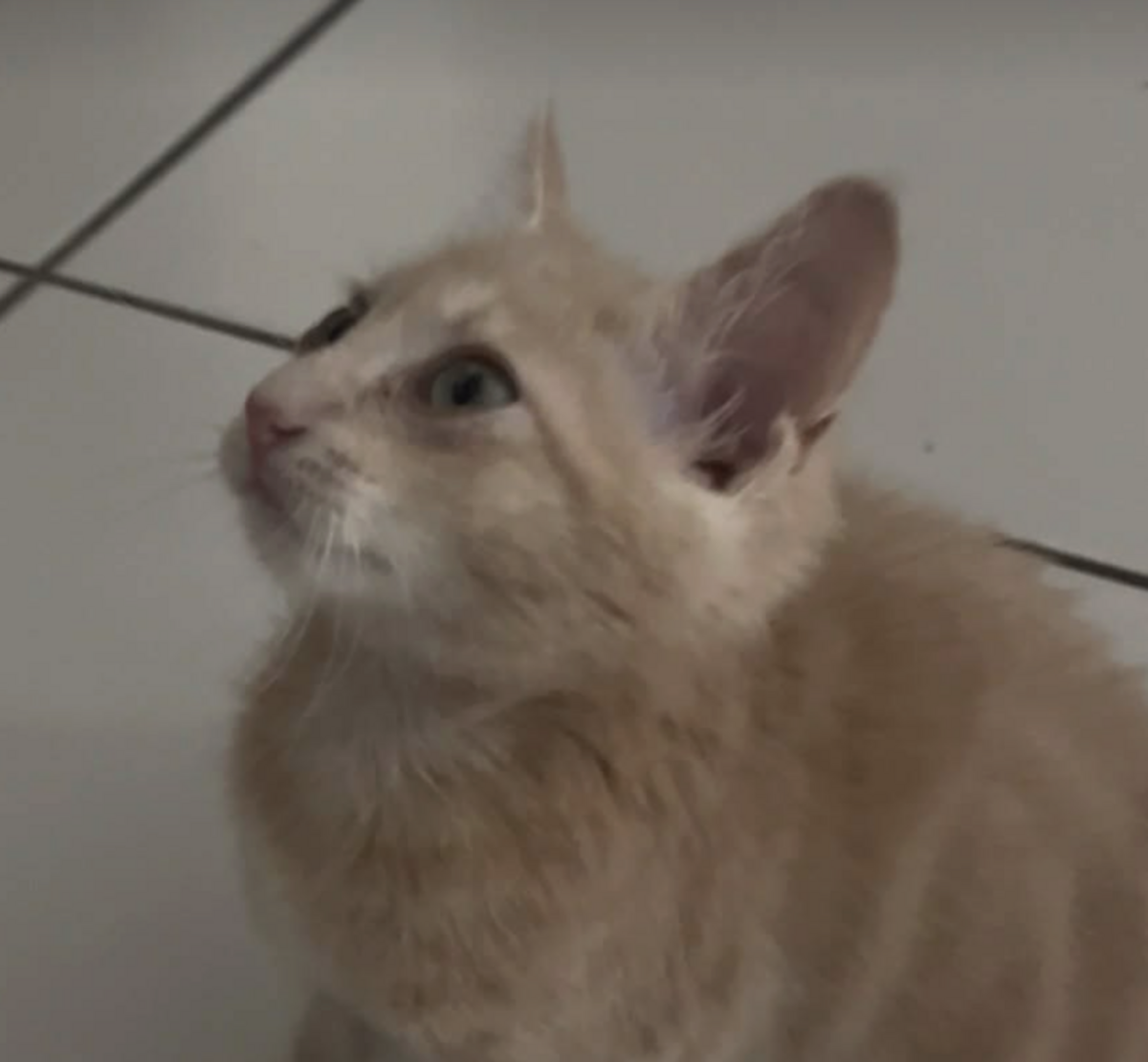 Adoption BUBULE 