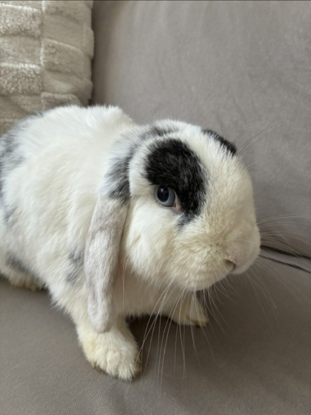 Adoption Winnie