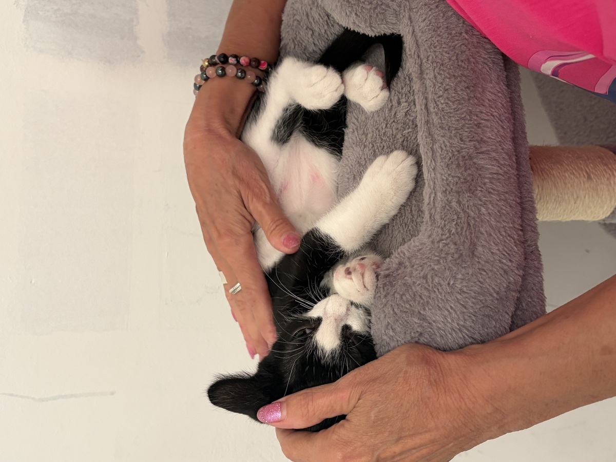 Adoption Kaito et Yasu