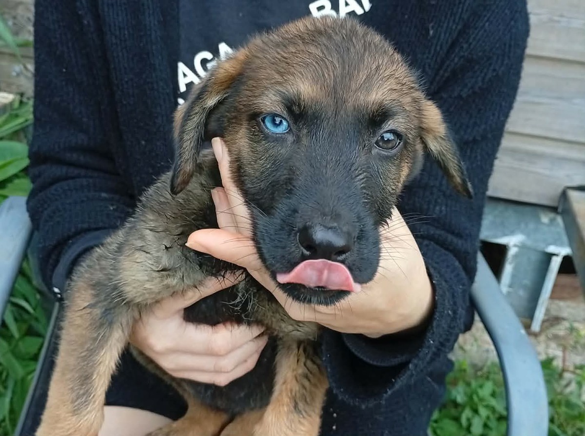 Adoption Iris