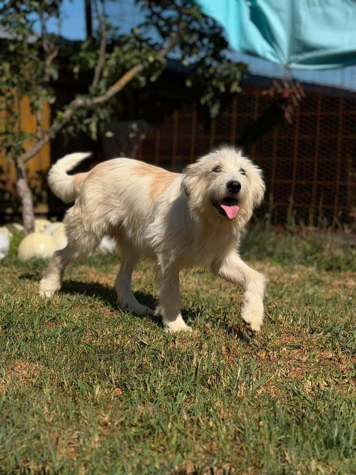 Adoption Boris