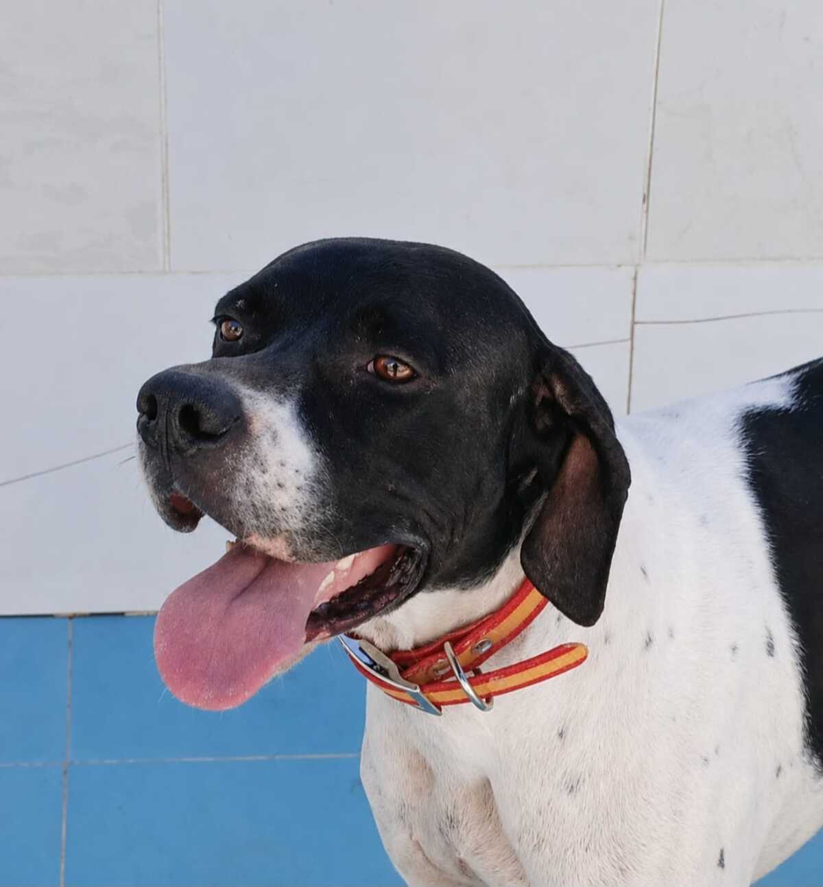 Adoption Diper