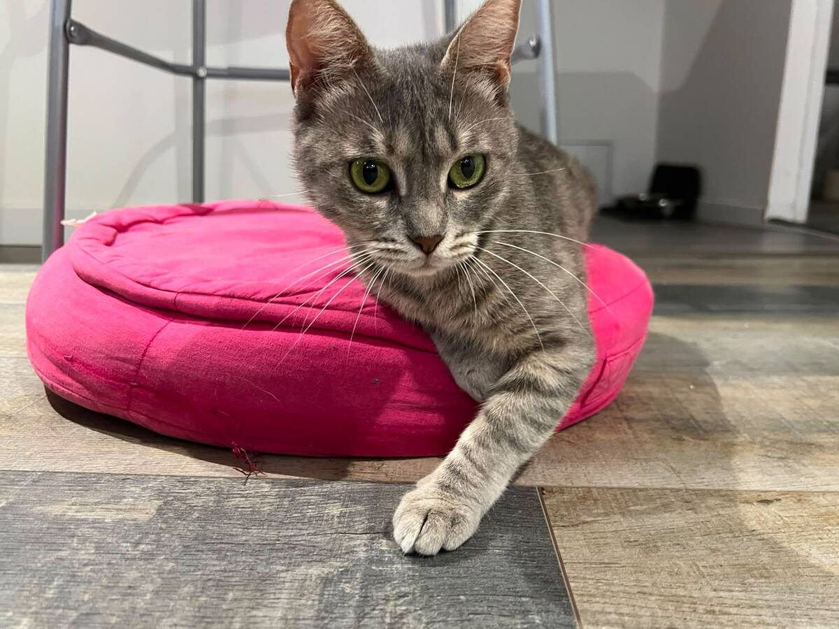 Adoption Bastet