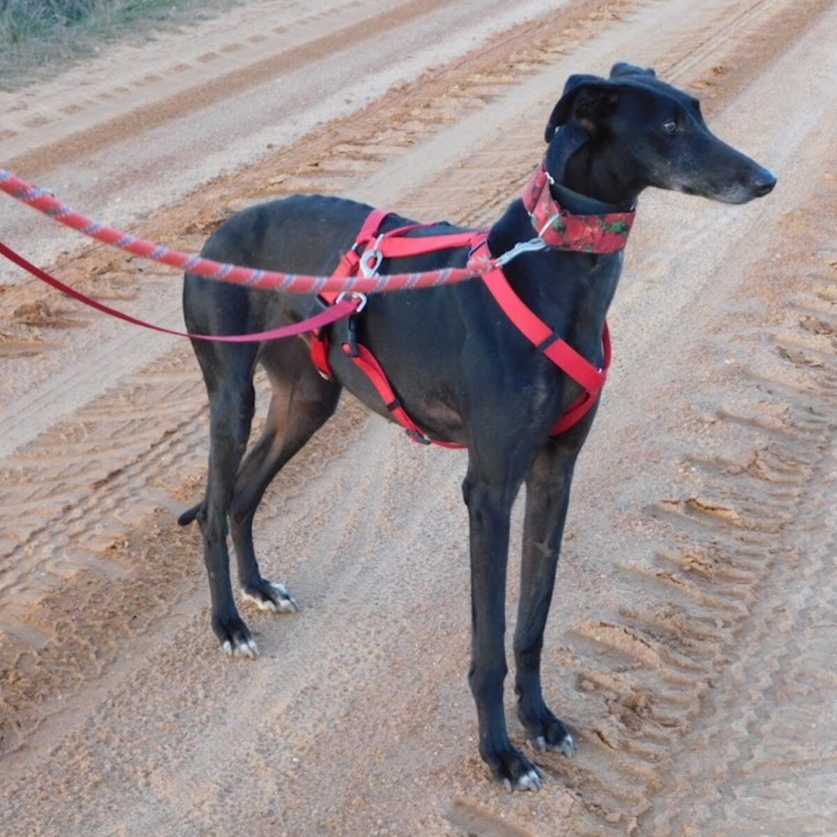 Adoption Star