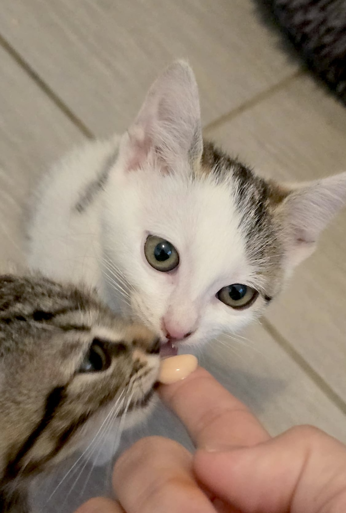 Adoption Brume