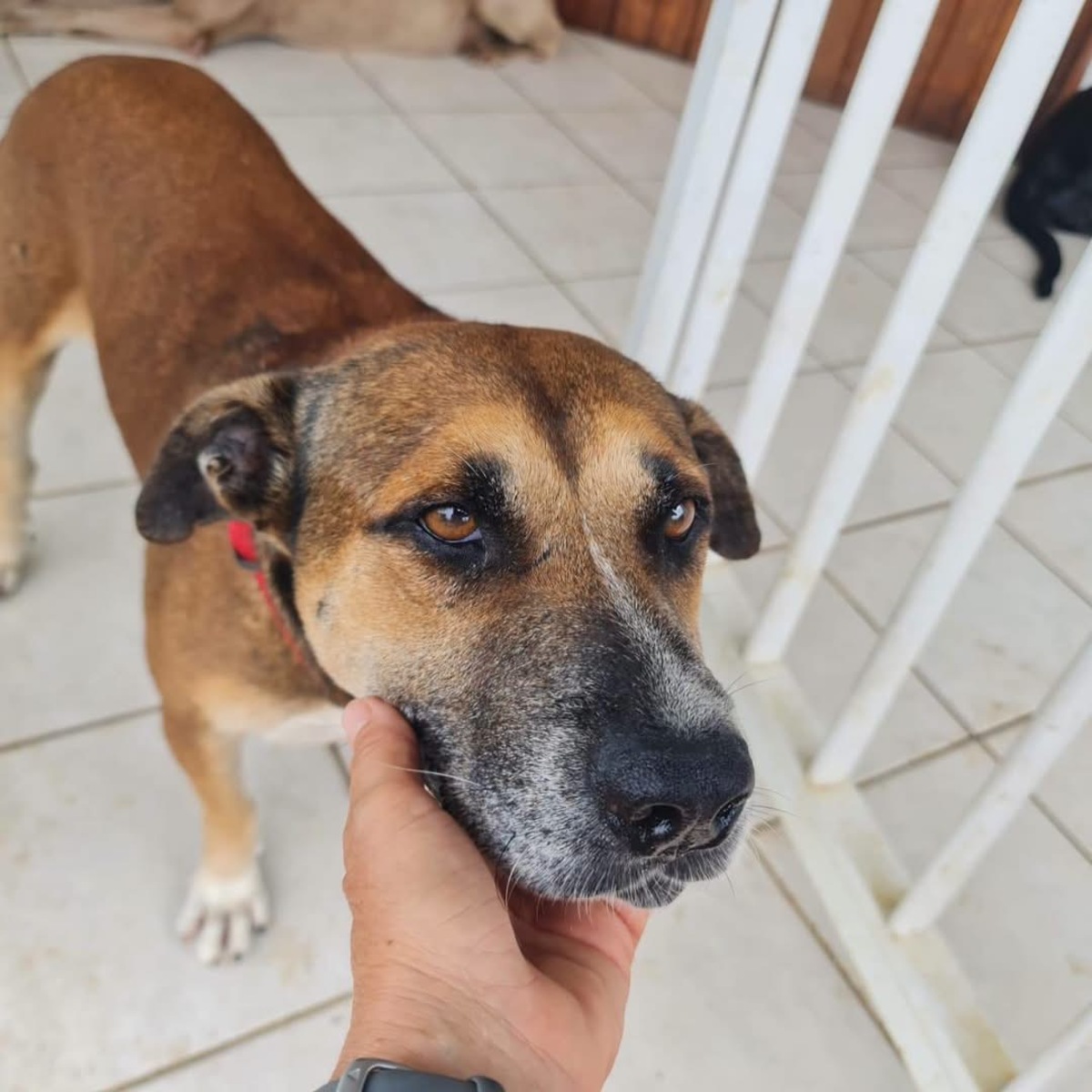 Adoption Babar