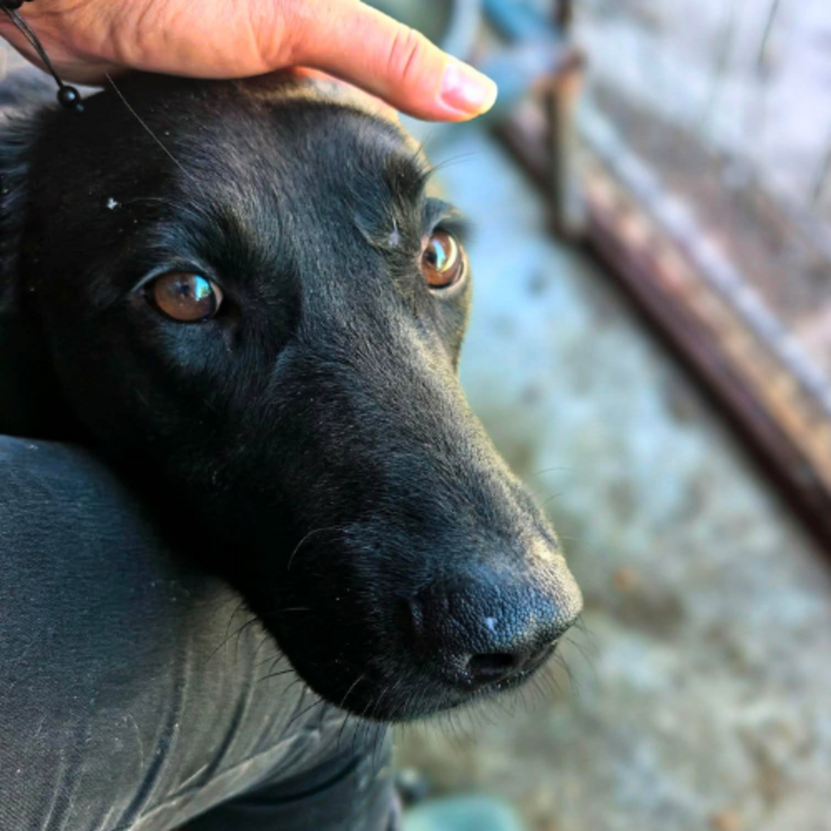 Adoption NERO