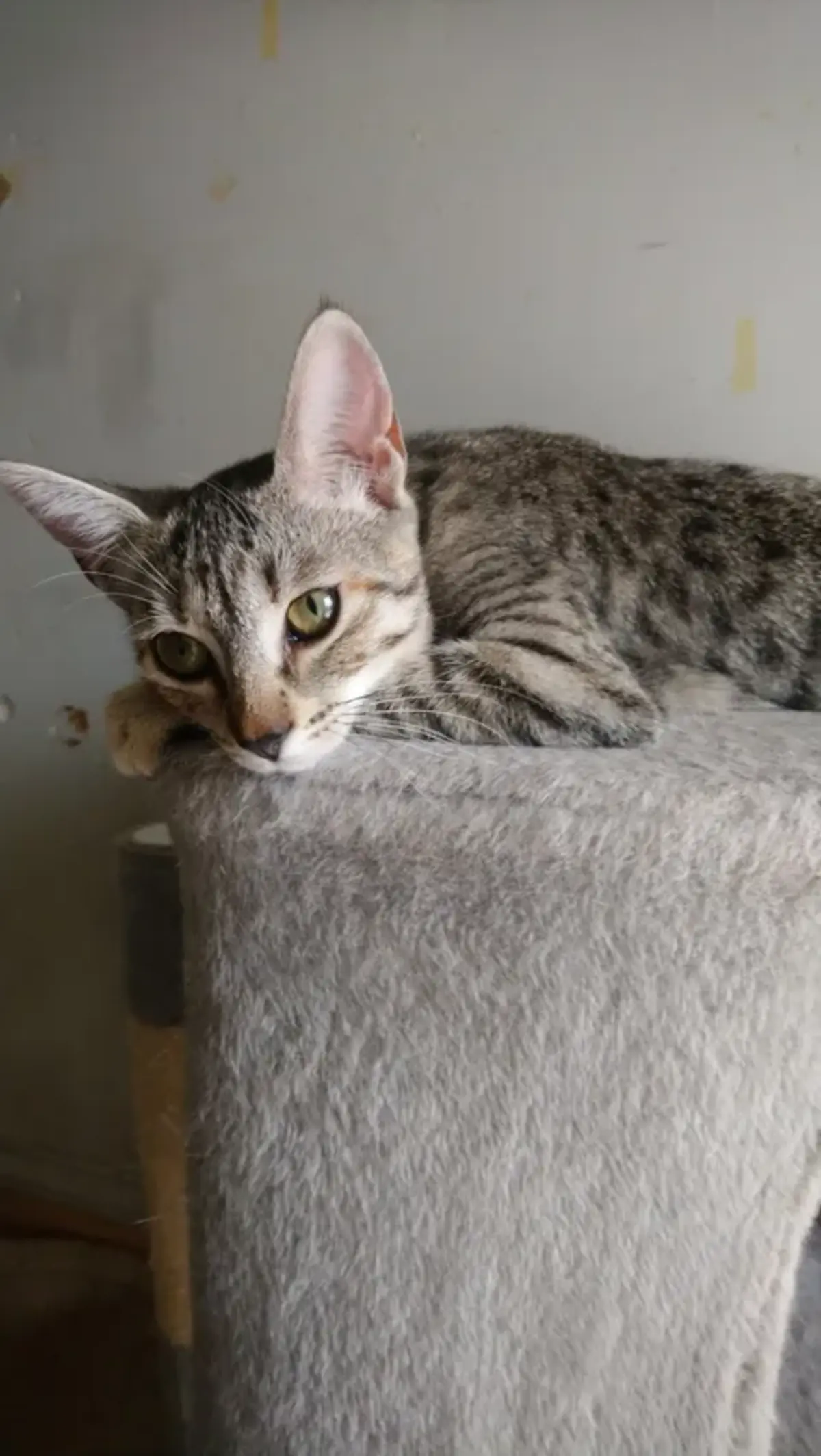 Adoption Poppy