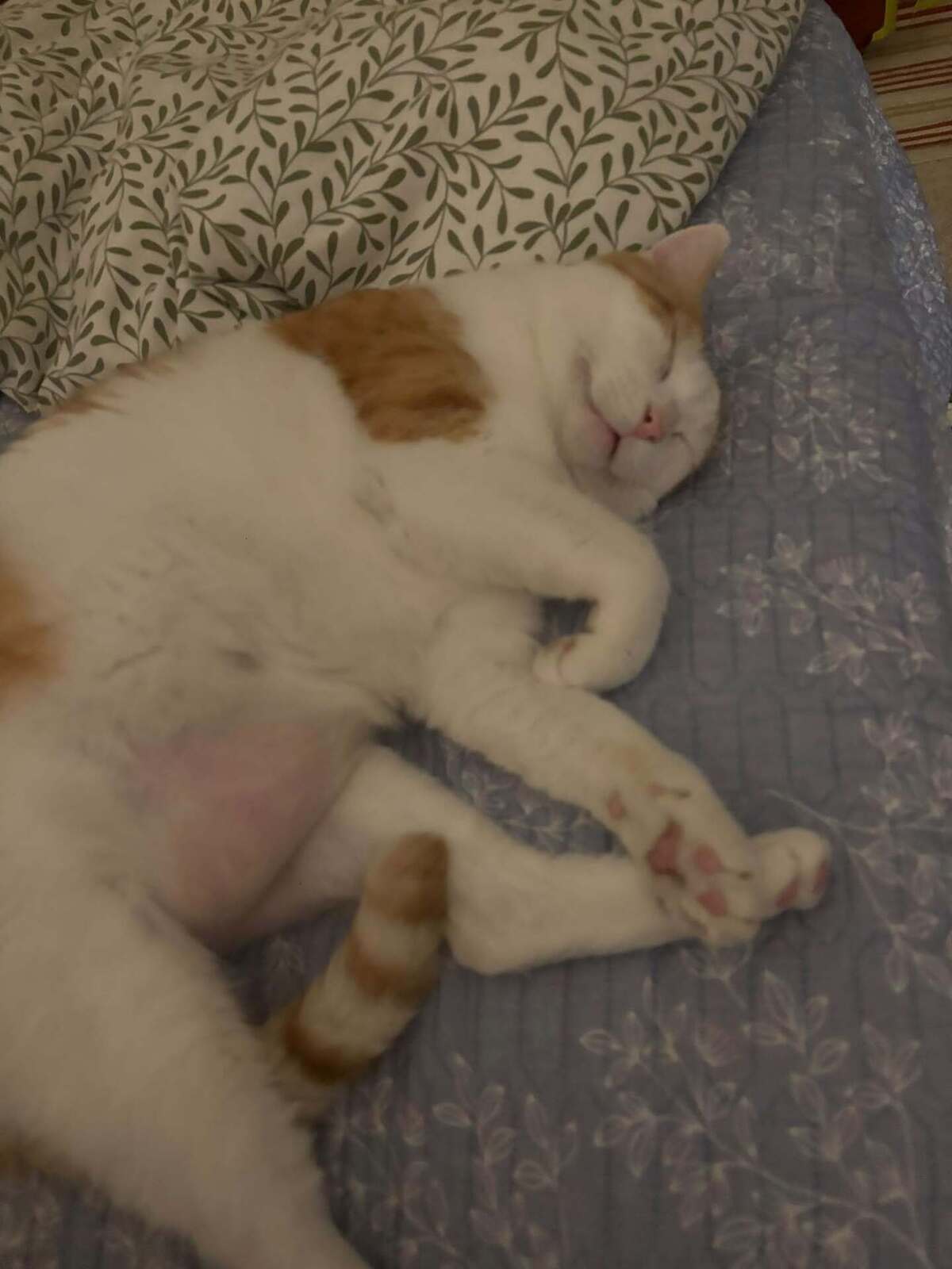 Adoption Sunny