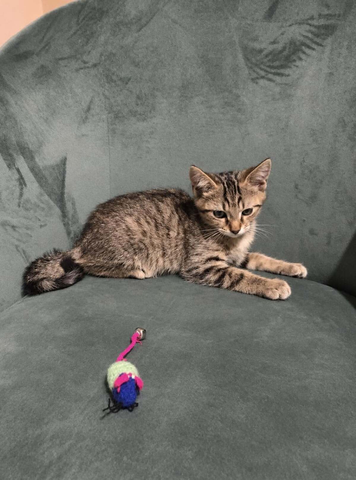 Adoption JOY et HAPPY