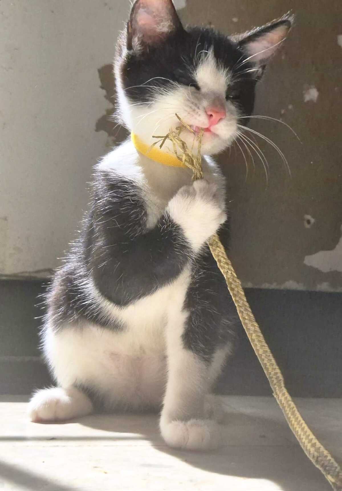 Adoption Shiny