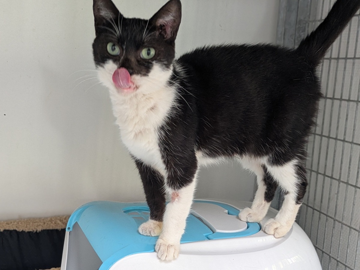 Adoption Alba