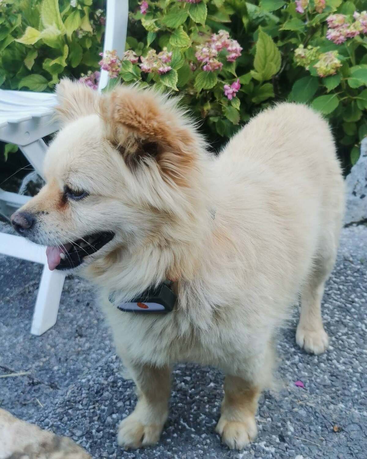 Adoption Titi