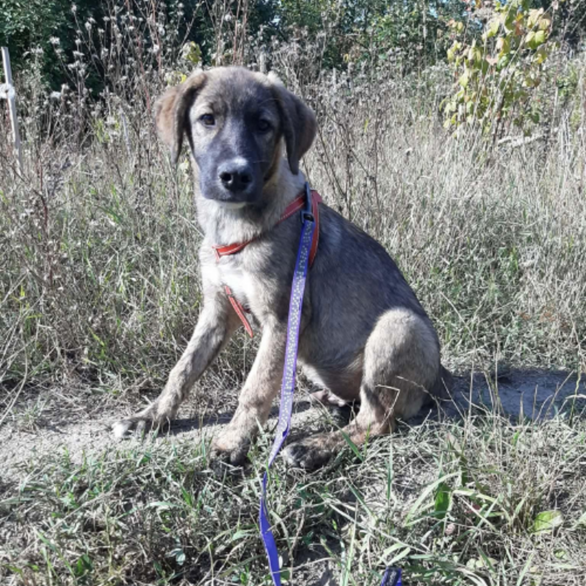 Adoption Ulfi